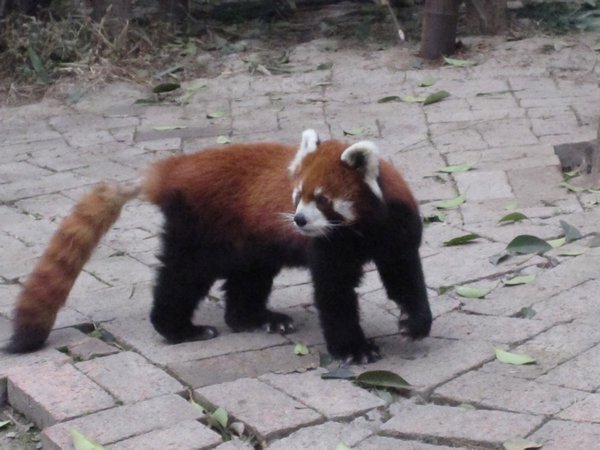 Raccoo... sorry Red Panda