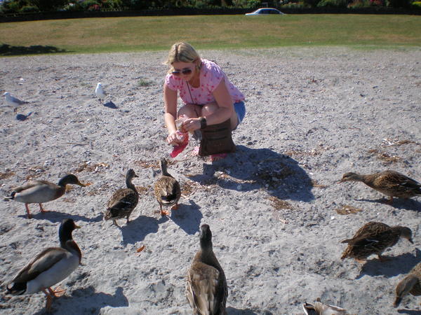 DUCKS EATING OUT OF MY HANDS!!