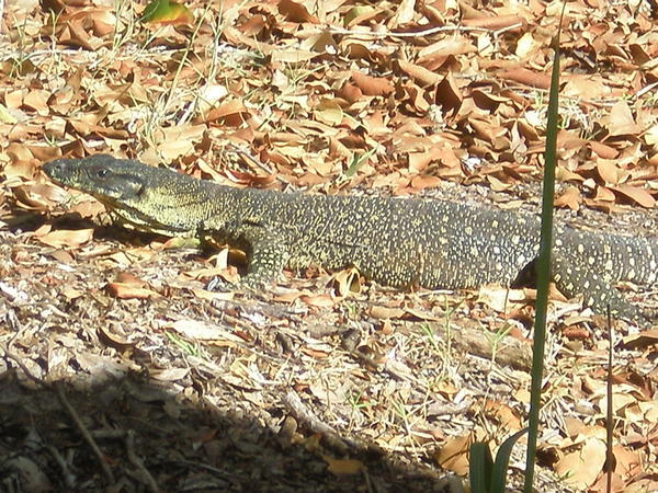 THE LIZARD IN OUR CAMP!!