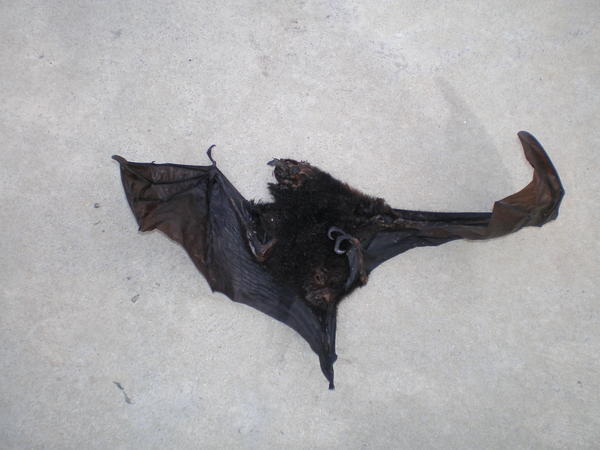 massive dead bat!!!!
