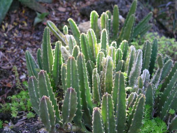 Cacti in Rock Garden