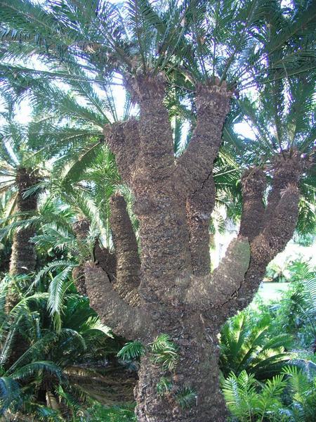 Another interesting palm tree