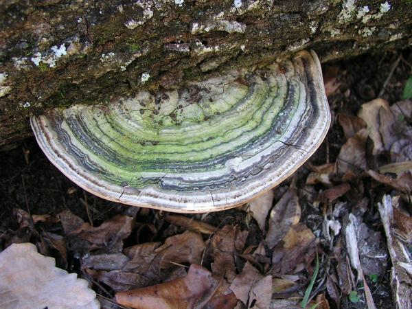 Interesting fungus on a tree