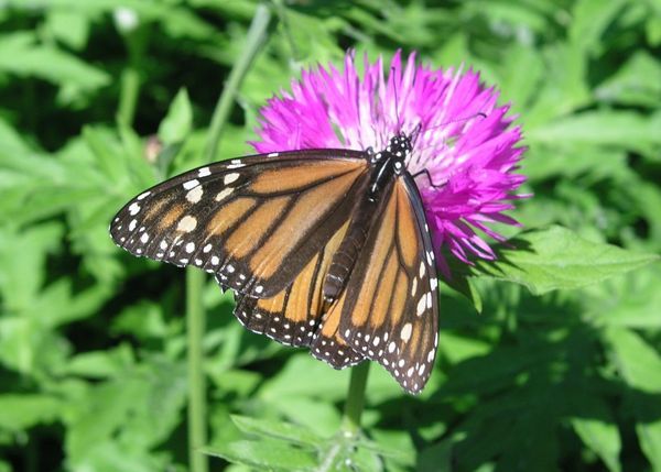Monarch Butterfly on the McKenzie King Estate
