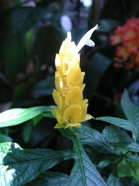 Flower in greenhouse