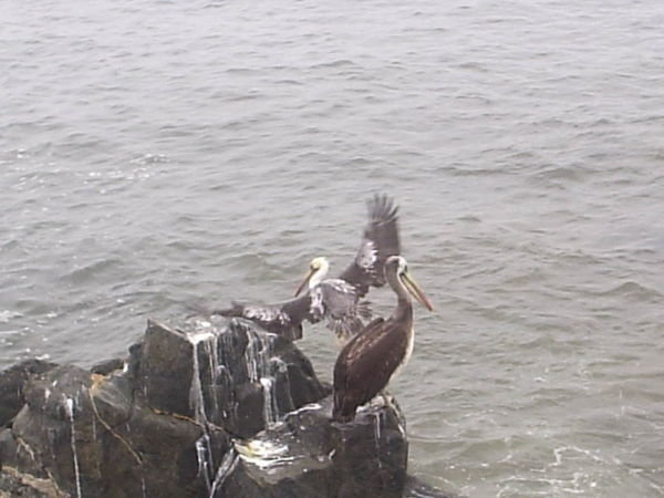 Big dirty pelicans, Viña del Mar