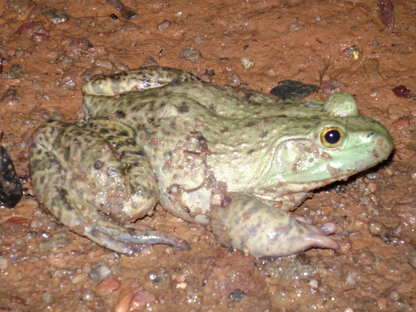 Gross frog | Photo