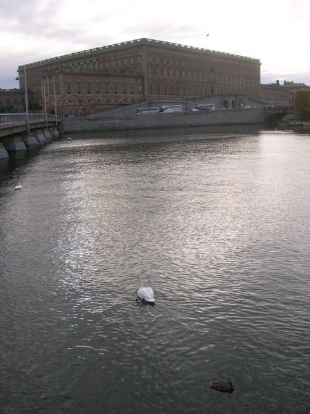 Stockholm Swan