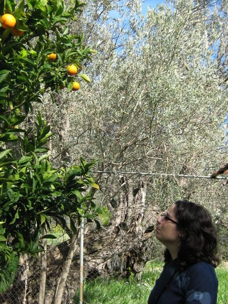 Christina examining her orange tree