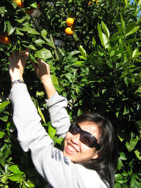 My obsession with fruit picking