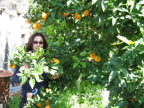 Christina hiding amongst the oranges