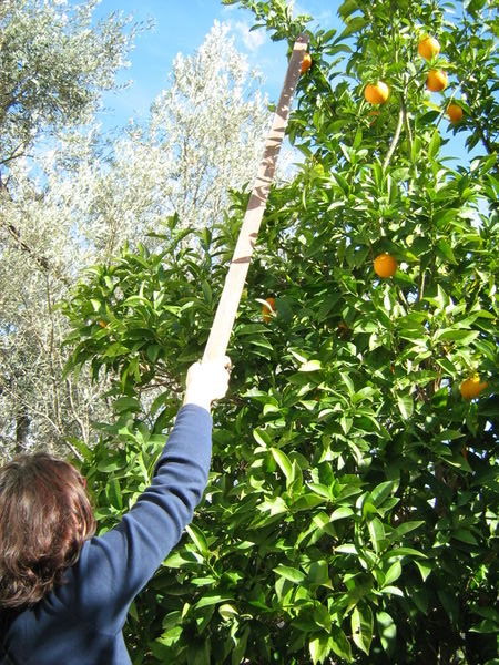 Christina reaching for oranges