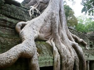 Tree on temple
