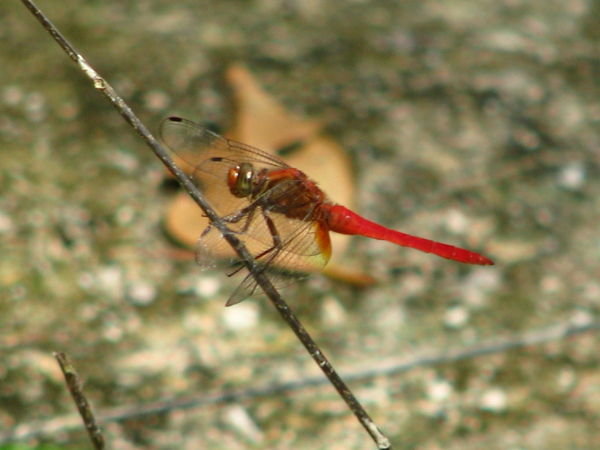 Random dragonfly