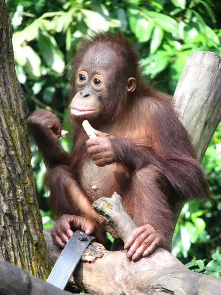 Orangutan  baby