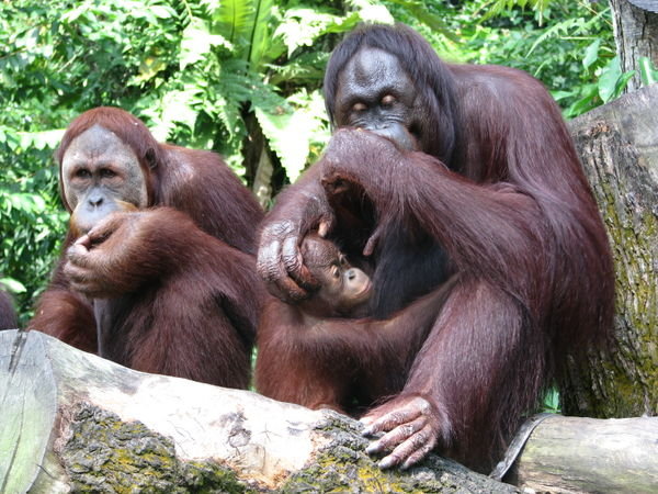 Orangutan family 2