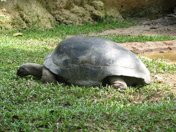 Giant tortioise