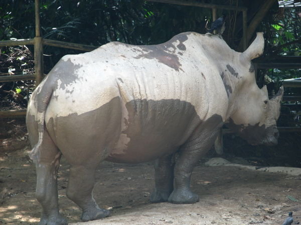 White Rhino 2