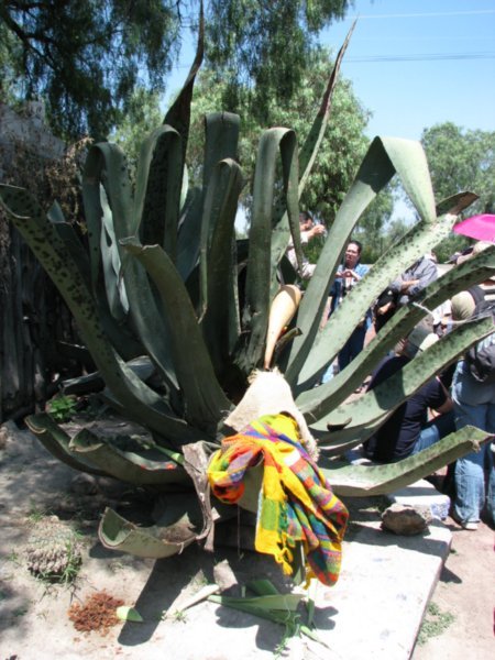 The Maguey plant