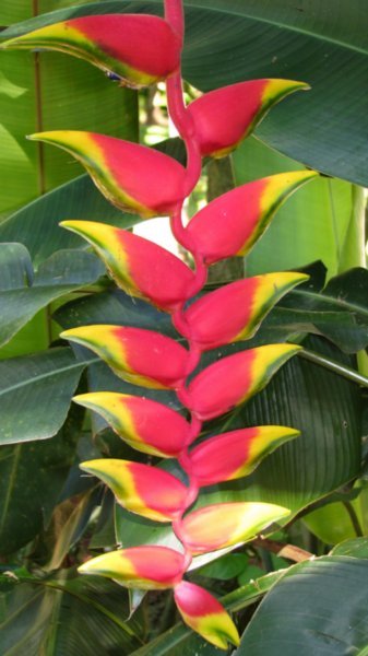 toucan plant