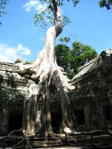 rooted to the temple