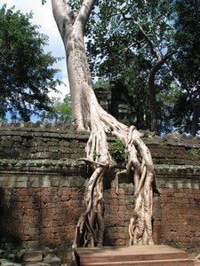 tomb raider tree