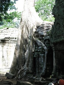 tree growing at the temple