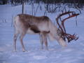 Our friendly neighbourhood reindeer