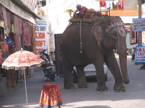 This mahout looks quite comfortable lying on top of his elephant in the midst of downtown Udaipur
