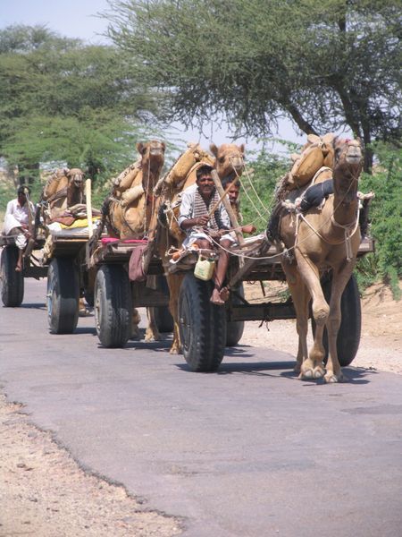 A modest camel train