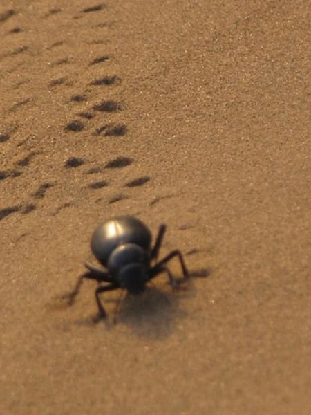 The dunes were covered in dung beetles making it very hard to sit still for too long
