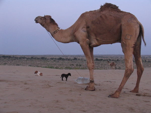 The dogs were dwarfed by the enormous camels