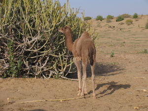 A very cute wild baby camel