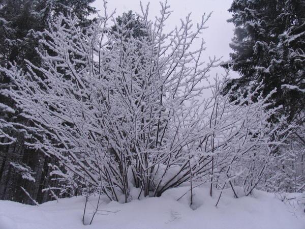 Snow blankets the countryside, even the tree branches