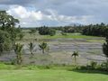 des rizières en pleine ville de pollonaruwa
