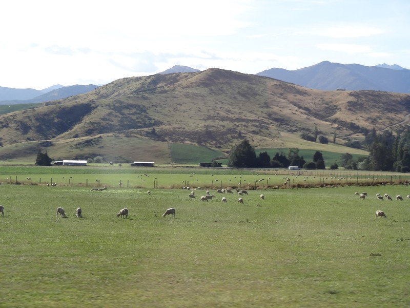typique paysage néo zélandais