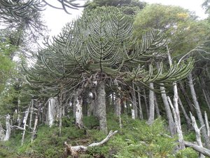 arbre typique dela région de l'Araucanie