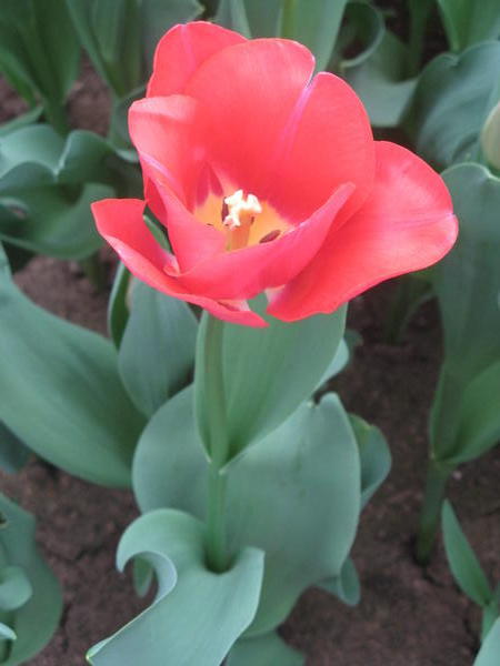 beautiful red lonesome tulip!