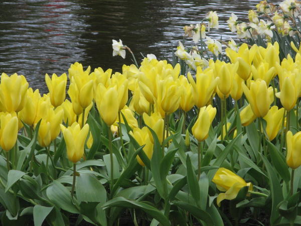 yellow ones by the water...