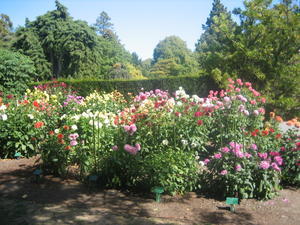 Rose Gardens in the Botanical Gardens