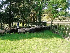 Romney Sheep moving to a new paddock