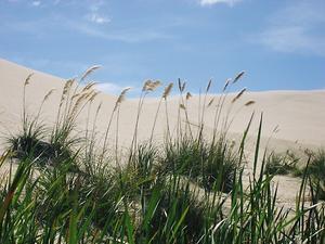 Dunes near Cape Reinga