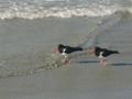 The ever-present Oyster Catchers