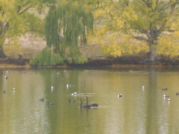 Black Swans at Anne's Lagoon