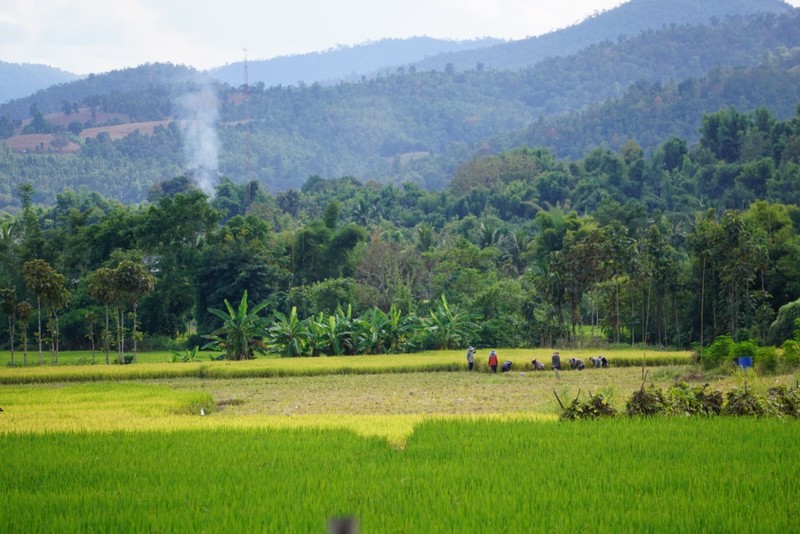 Rice field at Mae Chaem