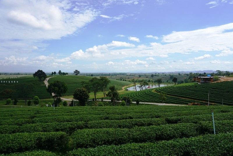 Tea Farm Chinese