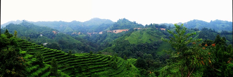 Cha shan or tea mountain 