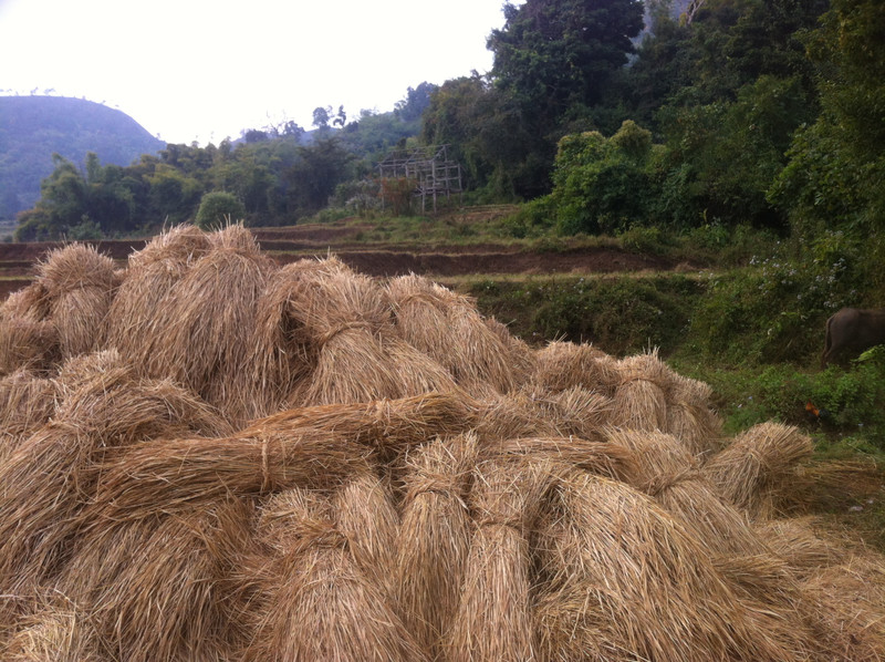Shan farming