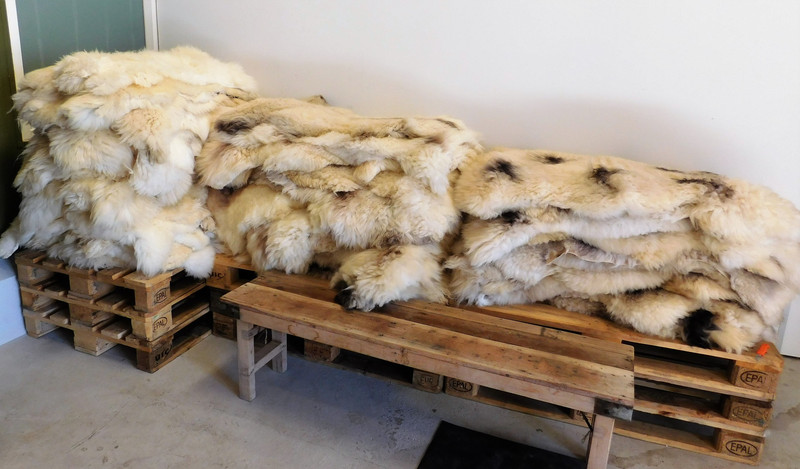 Polar Bear Furs