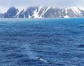 There she blows - Antarctica